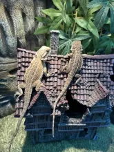 The Musketeers