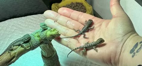 The Musketeers