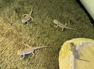 The Musketeers