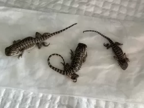 The Musketeers