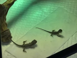 The Musketeers