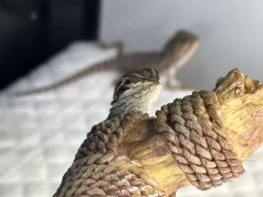 The Musketeers