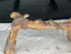 The Musketeers