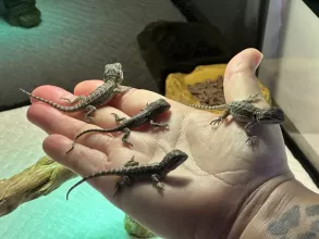 The Musketeers