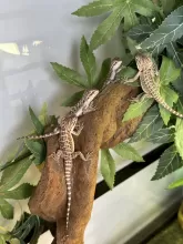 The Musketeers