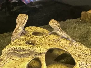 The Musketeers