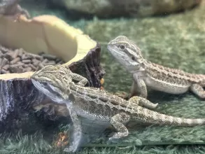 The Musketeers