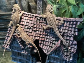 The Musketeers